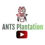 ANTSPlantation