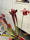 IMG_3819.jpeg