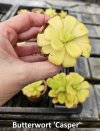Butterwort 'Casper' 10-Apr-24 a.jpg
