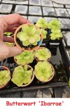 Butterwort 'Ibarrea' 12-Jul-24.jpg