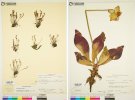 blog_combined_pressed_plants-1200x895.jpg