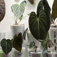 bienthuriums
